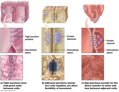 Types of cell junctions in epithelial tissue