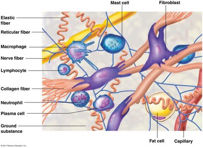 Matrix of connective tissue showing fibers and cells