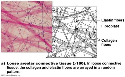 Loose areolar connective tissue