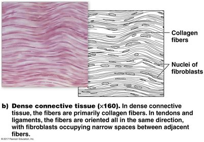 Dense connective tissue