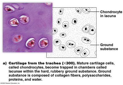 Cartilage tissue from trachea