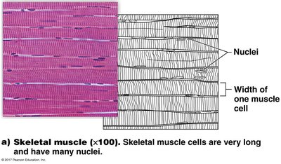 Skeletal muscle tissue