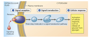 Three stages of cell signaling: reception, transduction, response