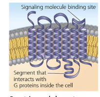 Structure of a G protein-coupled receptor (GPCR)