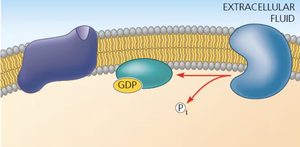 Signal termination: G protein returns to inactive state