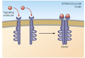 Ligand-induced dimerization of RTKs