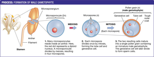 Formation of male gametophyte (pollen)