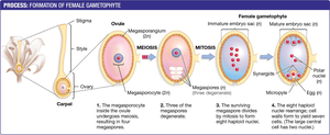 Formation of female gametophyte (embryo sac)