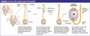 Pollen tube growth and double fertilization