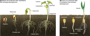 Seed germination and early seedling development