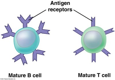 Mature B cell and T cell with antigen receptors