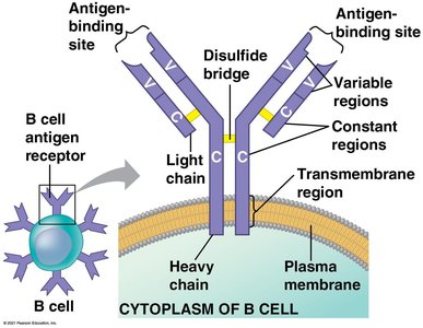 Structure of B cell antigen receptor