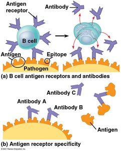 B cell activation and antibody secretion