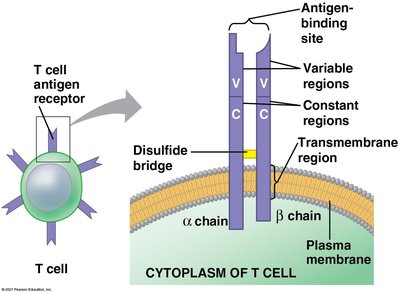 Structure of T cell antigen receptor