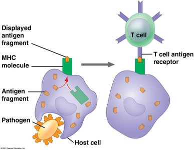 Antigen presentation by MHC molecules