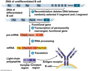 Gene rearrangement in B cells