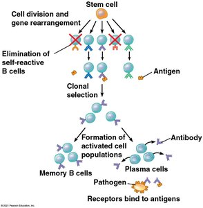 Clonal selection of B cells