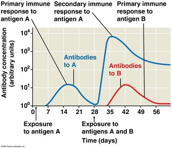 Primary and secondary immune responses