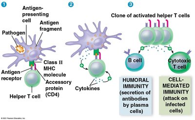 Helper T cells in humoral and cell-mediated immunity