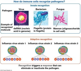 How do immune cells recognize pathogens?