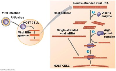 Antiviral defense in insects