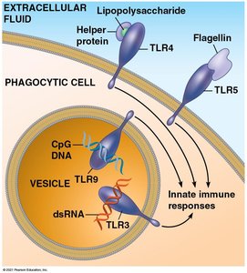 TLRs and innate immune responses