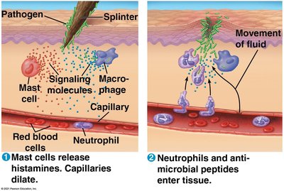 Inflammatory response process