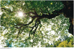 Sunlight filtering through tree leaves, illustrating the role of plants in capturing solar energy
