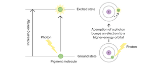 Diagram showing electron excitation by photon absorption
