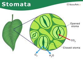 Diagram of stomata showing gas exchange in leaves