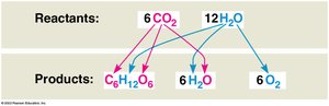 Diagram showing the fate of atoms in photosynthesis
