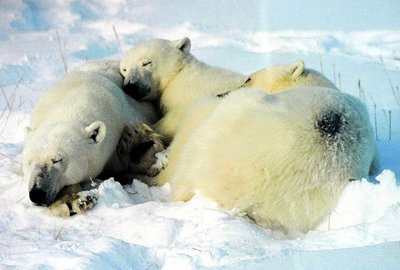 Polar bears resting in snow, showing tolerance to cold