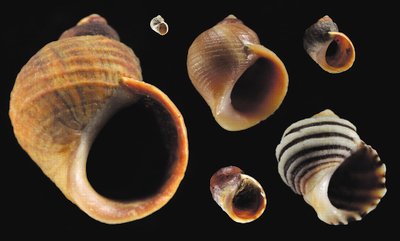 Shell variation in Littorina saxatilis ecotypes