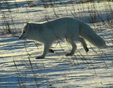 Arctic fox in winter coat (avoidance/tolerance)