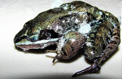 Frozen frog in dormant state