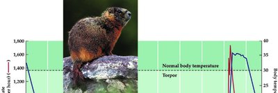Marmot metabolic rate during torpor