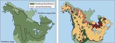 Predicted vs. actual distribution of aspen trees
