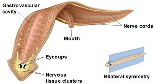 Planarian flatworm structure