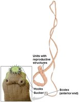Tapeworm structure