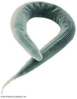 Nematode (roundworm)