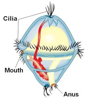 Mollusc anatomy