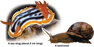 Gastropods: sea slug and land snail