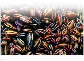 Bivalves: mussels