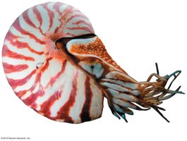 Cephalopod: nautilus