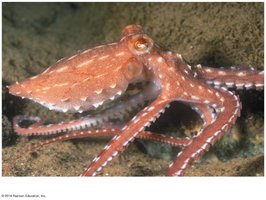 Cephalopod: octopus