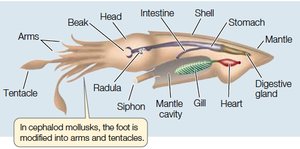 Squid anatomy