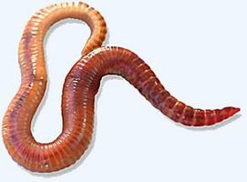 Earthworm