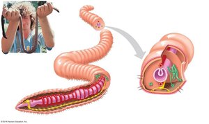Earthworm anatomy