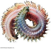 Polychaete worm close-up