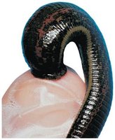 Leech feeding